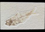 Bargain Knightia Fossil Fish - Wyoming #42437-1